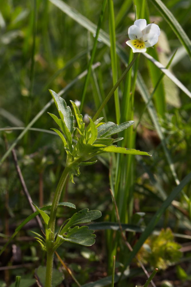 Image of Viola arvensis specimen.