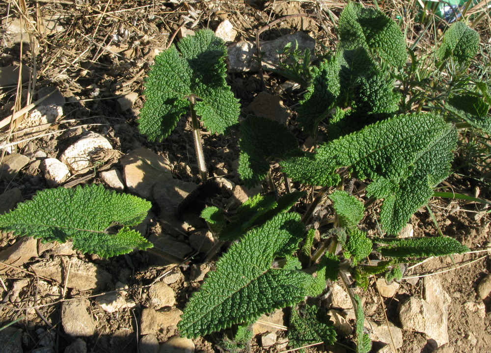 Изображение особи Phlomoides tuberosa.