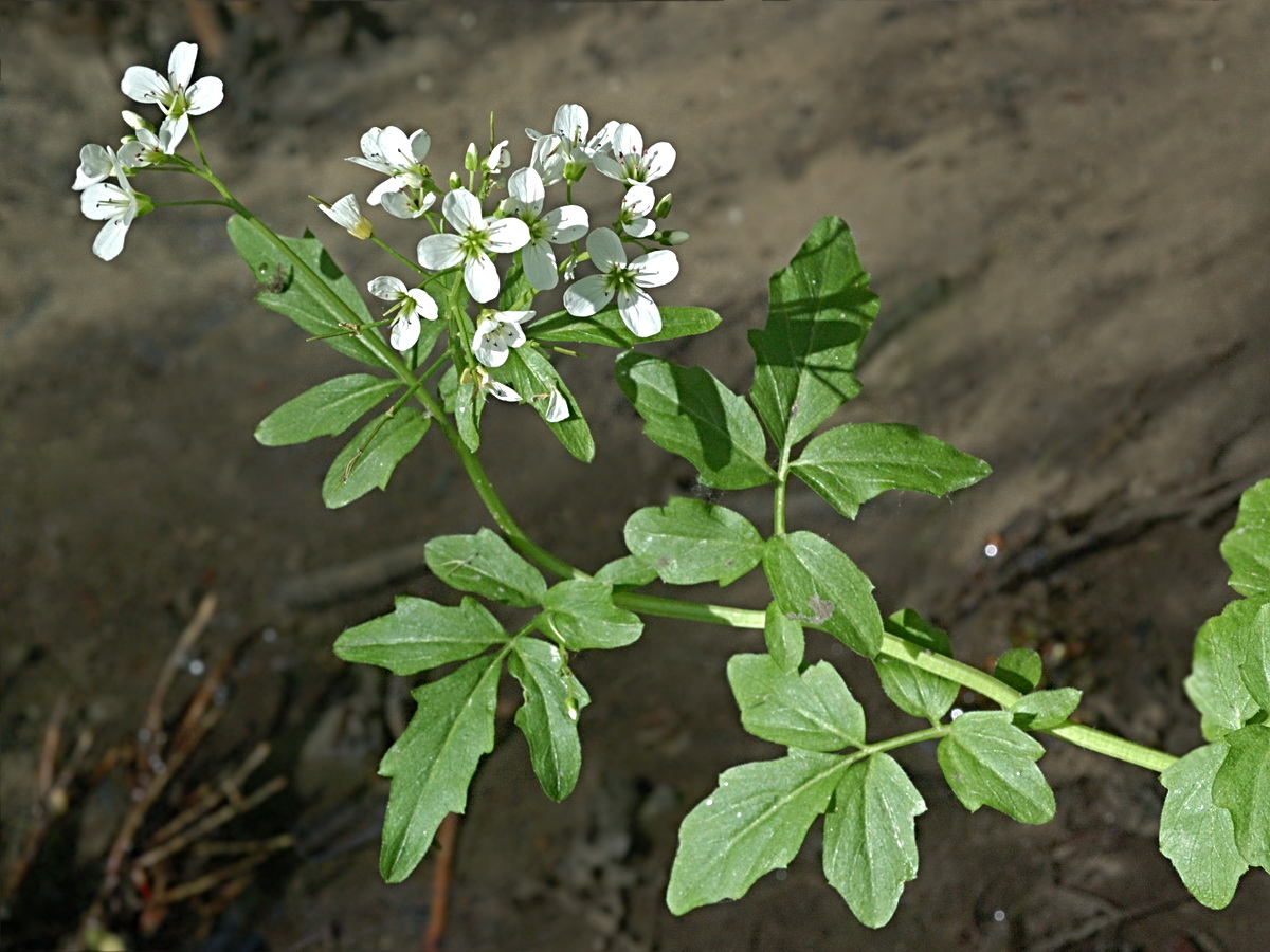 Image of Cardamine amara specimen.