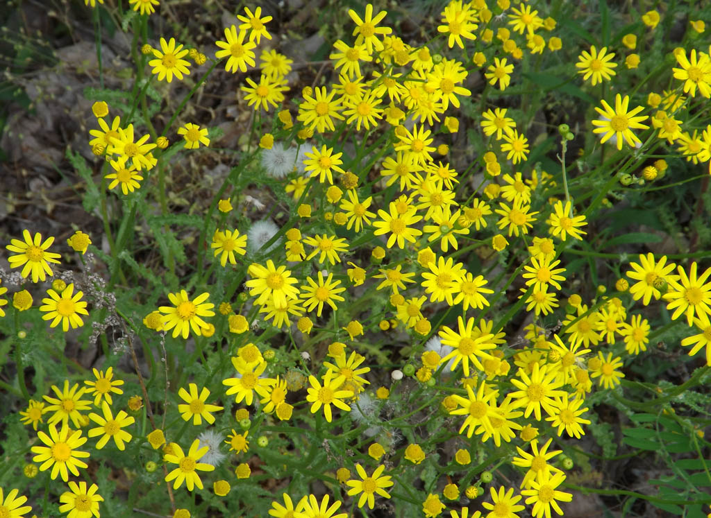 Изображение особи Senecio vernalis.