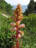 Orobanche laxissima