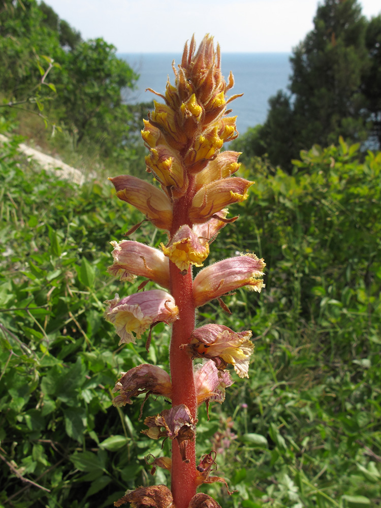 Изображение особи Orobanche laxissima.