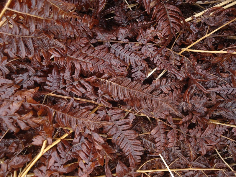 Image of Pteridium japonicum specimen.