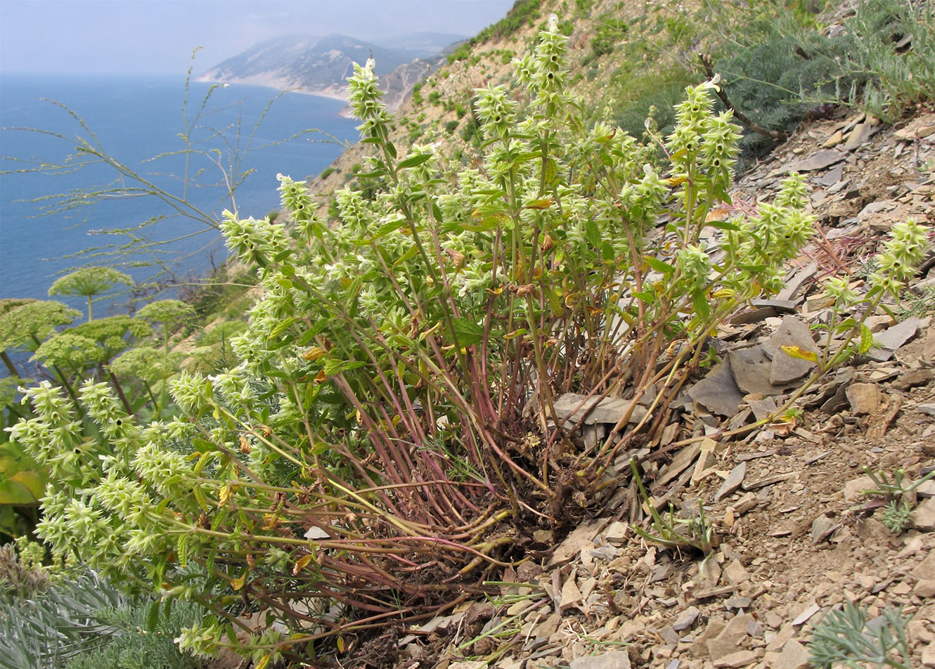 Изображение особи Stachys pubescens.