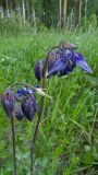 Aquilegia vulgaris