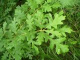 Quercus calcarea. Побеги. Ставропольский край, г. Кисловодск, на хорошо освещённом склоне Сосновой горы, на высоте около 893 м н.у.м. (43°53′33,61″ с.ш., 42°43′20,35″ в.д.). 04.06.2014.