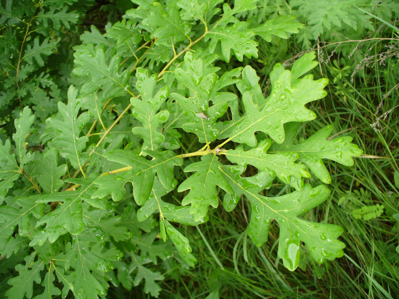 Image of genus Quercus specimen.