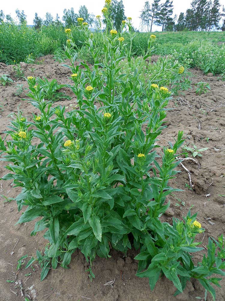 Изображение особи Neslia paniculata.