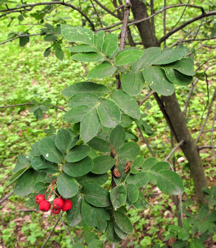 Image of × Sorbocotoneaster pozdnjakovii specimen.