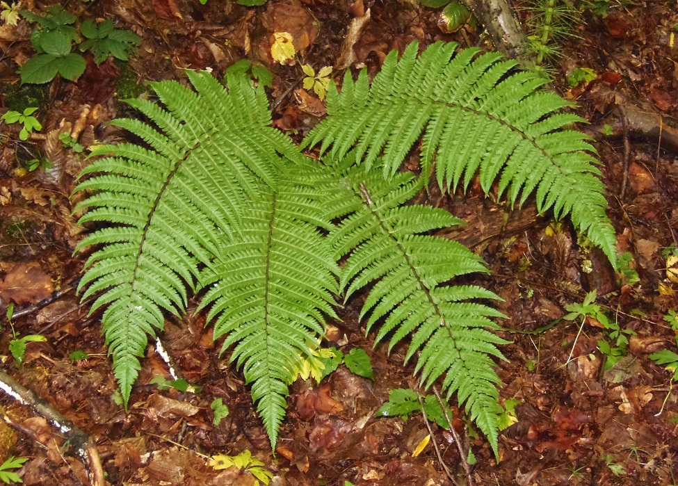 Image of Dryopteris filix-mas specimen.