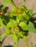 Euphorbia seguieriana. Часть соцветия. Крым, окр. Феодосии, песчаный пляж к западу от пос. Приморский. 10 июля 2014 г.