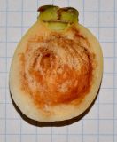 Syzygium jambos