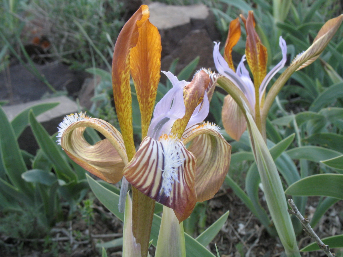 Изображение особи Iris glaucescens.