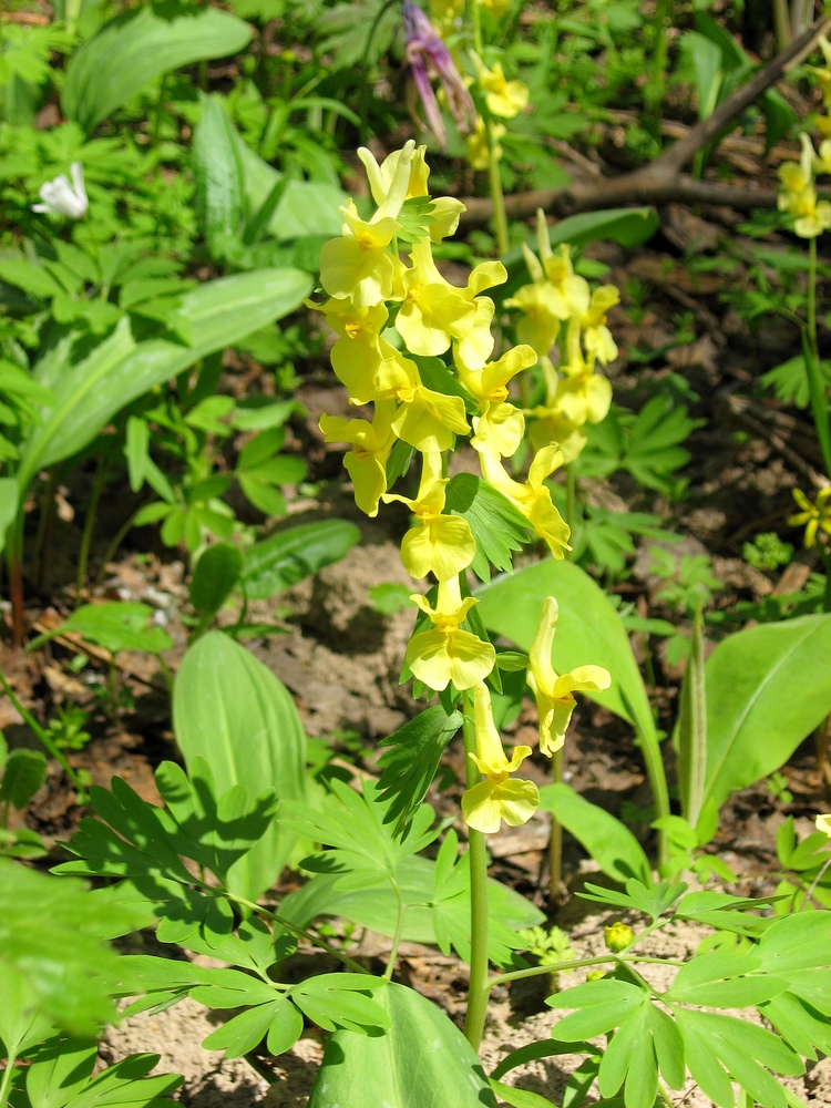 Image of Corydalis bracteata specimen.