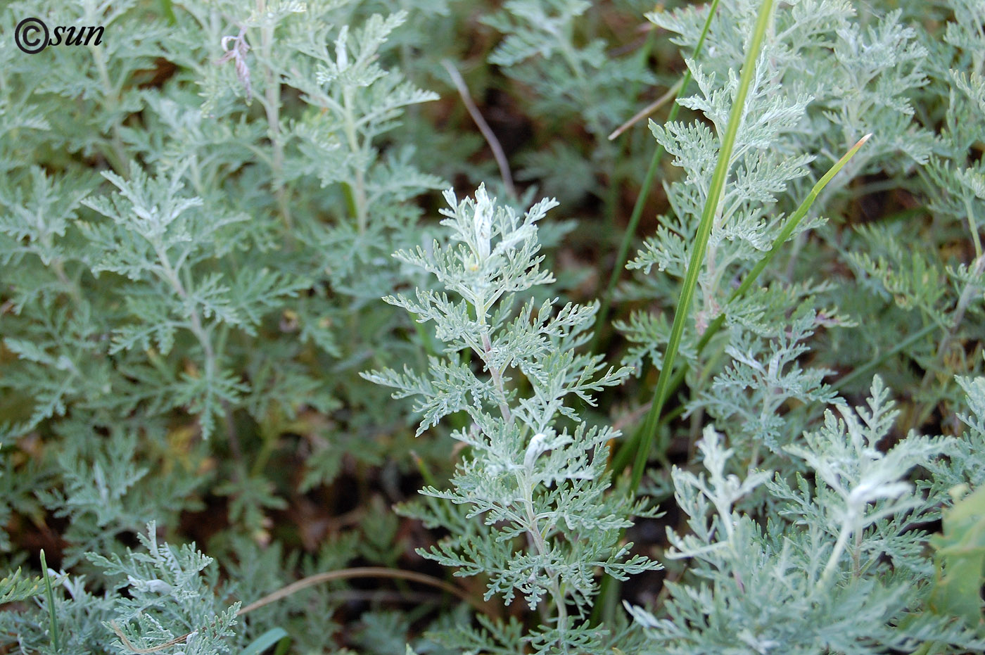 Image of genus Artemisia specimen.