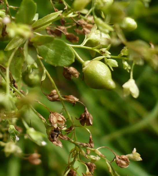 Image of Veronica anagallis-aquatica specimen.