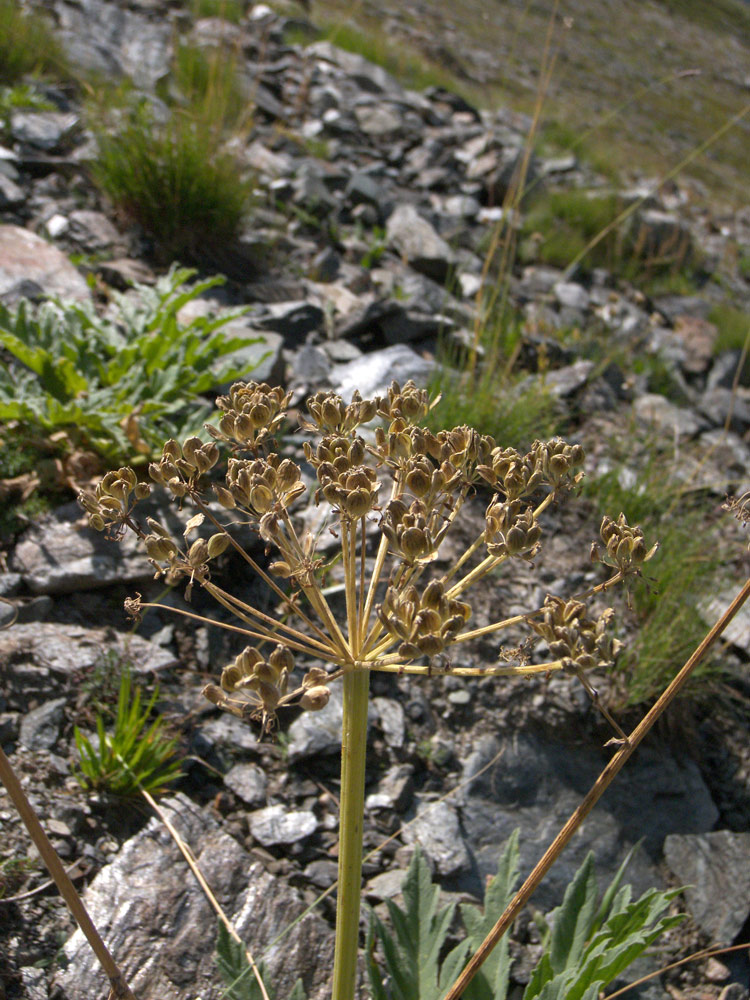 Image of Heracleum freynianum specimen.