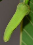 Image of taxon representative. Author is Татьяна Мальчинская