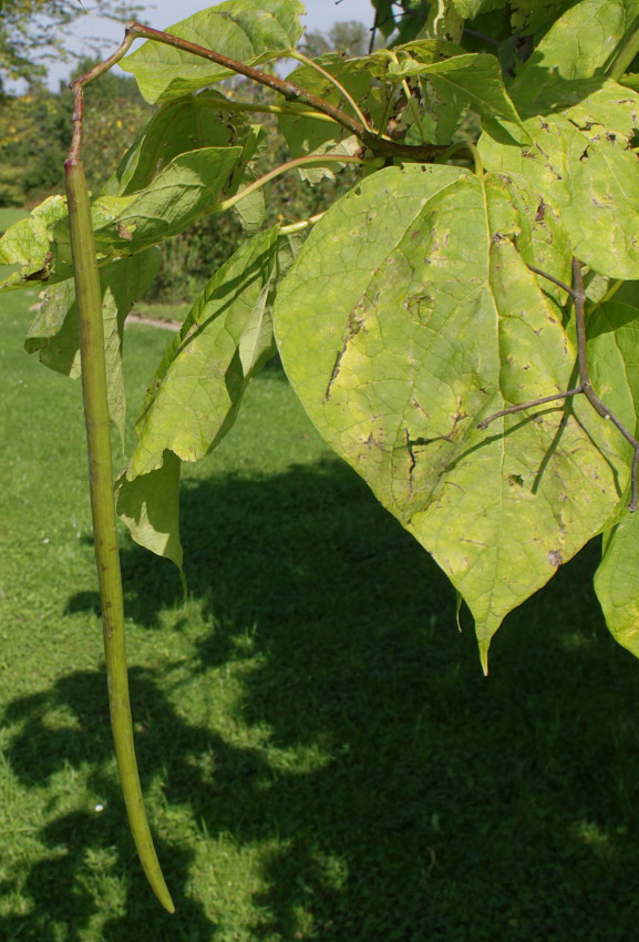 Изображение особи Catalpa bignonioides.