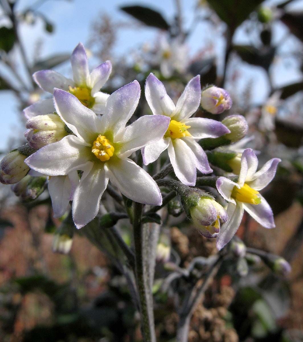 Image of Solanum nigrum specimen.