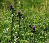 Cirsium heterophyllum. Верхушки расцветающих растений. Московская обл., Раменский р-н, окр. ж.-д. платформы Хрипань, просека под ЛЭП. 07.06.2014.