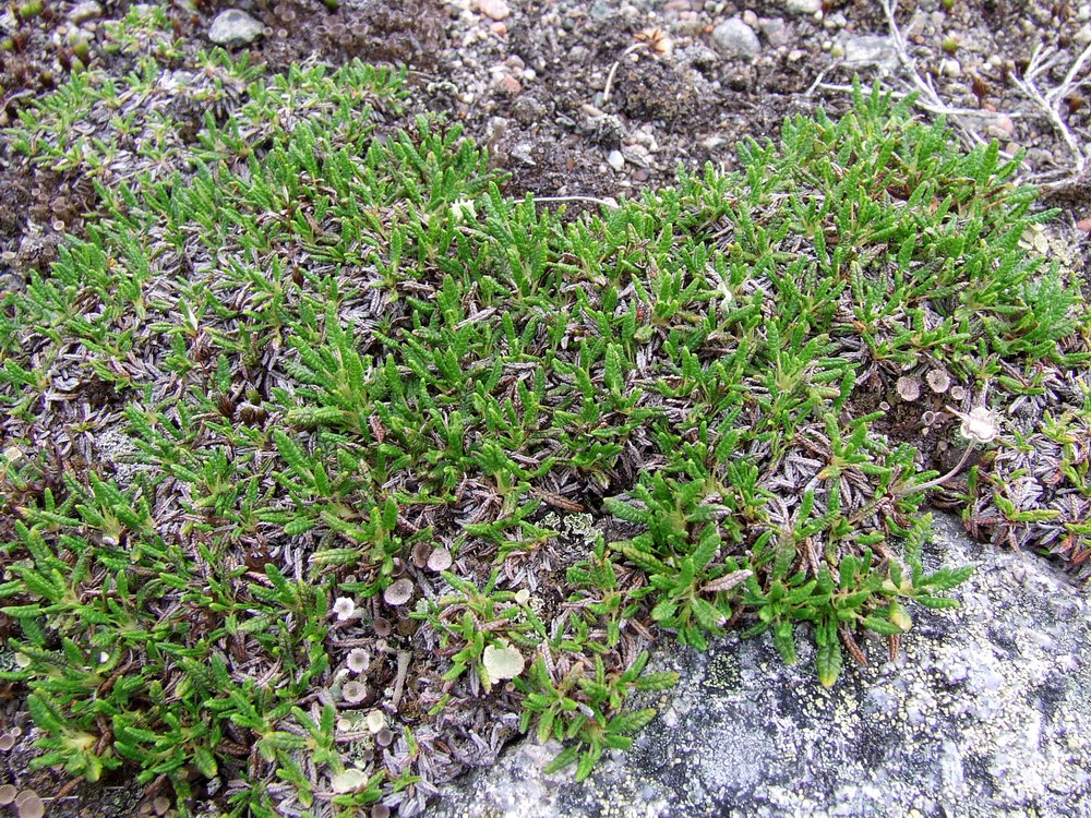 Image of Dryas octopetala ssp. subincisa specimen.