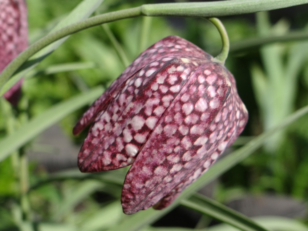 Изображение особи Fritillaria meleagris.