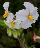 Solanum sisymbriifolium. Соцветие. Германия, г. Крефельд, Ботанический сад. 06.09.2014.