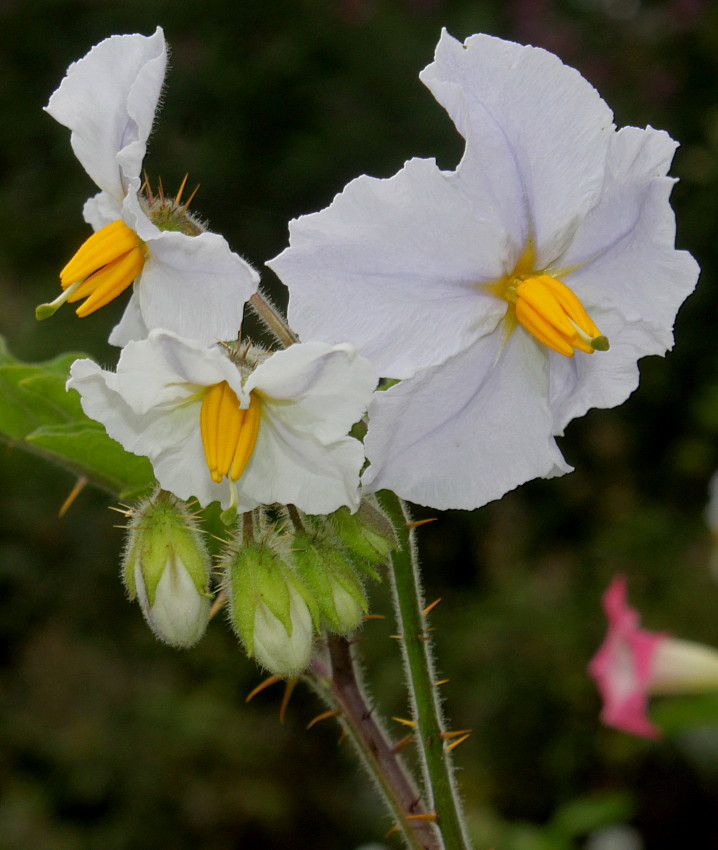 Image of Solanum sisymbriifolium specimen.