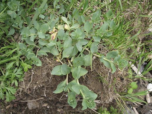 Изображение особи Mertensia maritima.