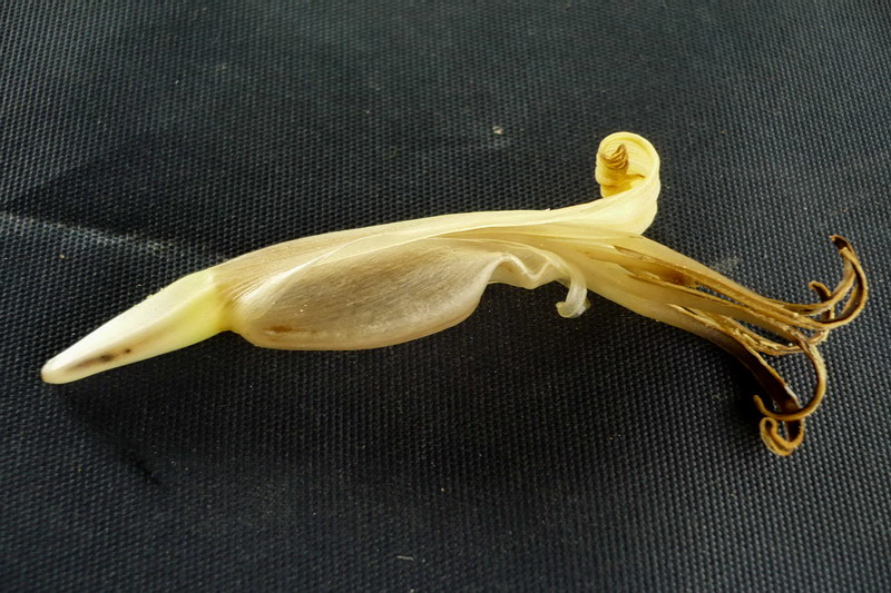 Image of Musa basjoo specimen.
