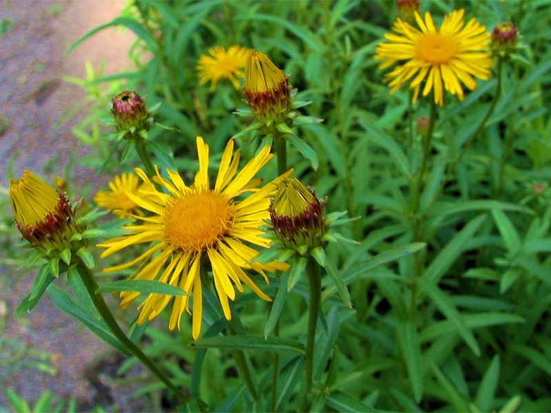 Image of Inula salicina specimen.