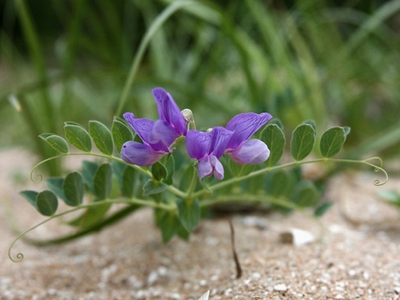 Изображение особи Lathyrus japonicus.