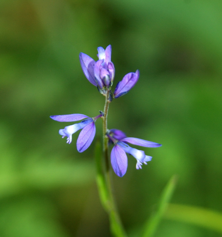 Изображение особи Polygala wolfgangiana.