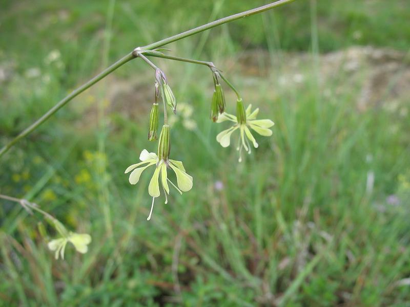 Изображение особи Silene saxatilis.