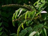 Amorpha fruticosa. Расцветающие колосовидные соцветия длиной до 15 см. Киев, опушка Святошинского леса вдоль Житомирского шоссе. 2 июня 2008 г.