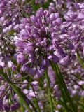Allium rubens. Соцветия. Восточно-Казахстанская область, берег Усть-Каменогорского водохранилища. 15.08.2009.