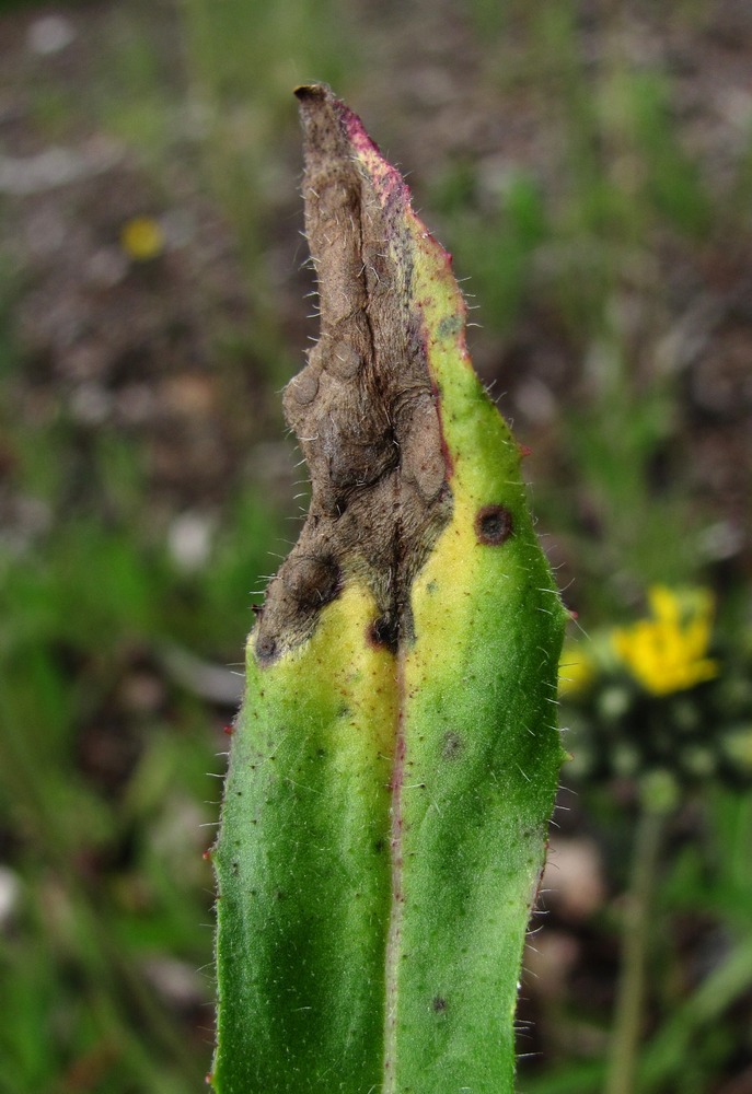 Image of Pilosella caespitosa specimen.