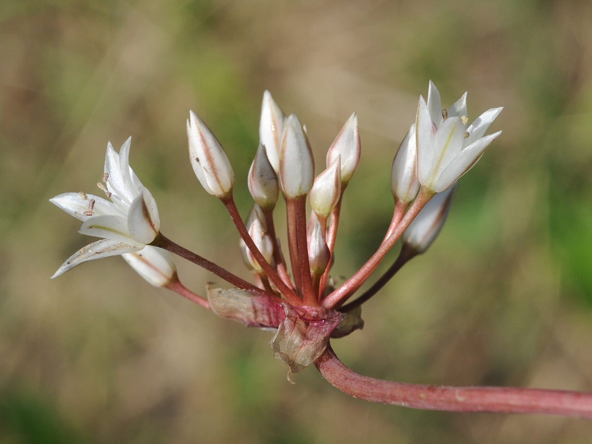 Image of Allium atrorubens var. cristatum specimen.