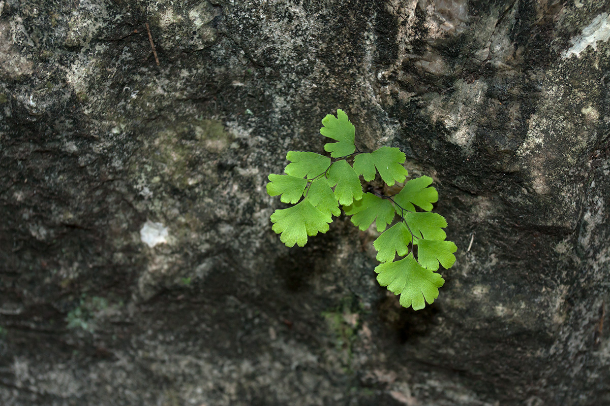 Изображение особи Adiantum capillus-veneris.