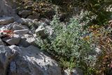 Dorycnium hirsutum