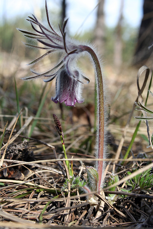 Изображение особи Pulsatilla pratensis.