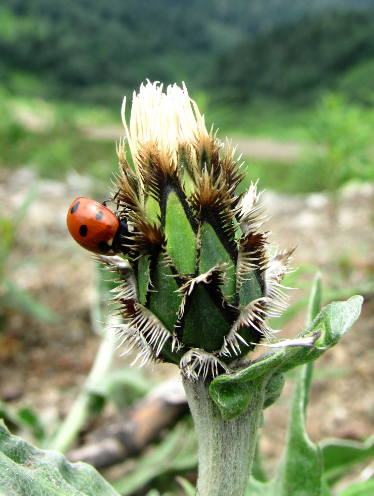 Image of Centaurea cheiranthifolia specimen.
