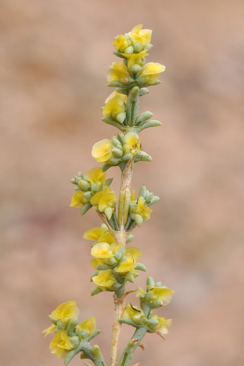 Изображение особи Arthrophytum iliense.