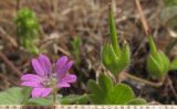 Geranium molle. Цветок и незрелый плод. Краснодарский край, окр. г. Крымск, разнотравный луг на склоне горы. 03.05.2015.