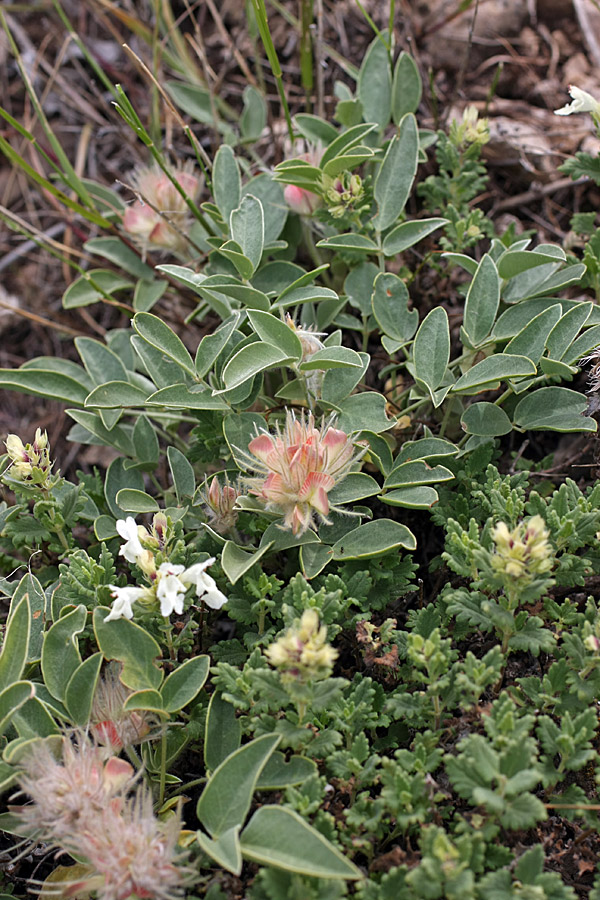 Изображение особи Hedysarum acutifolium.