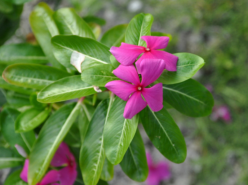 Изображение особи Catharanthus roseus.