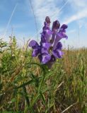 Scutellaria baicalensis