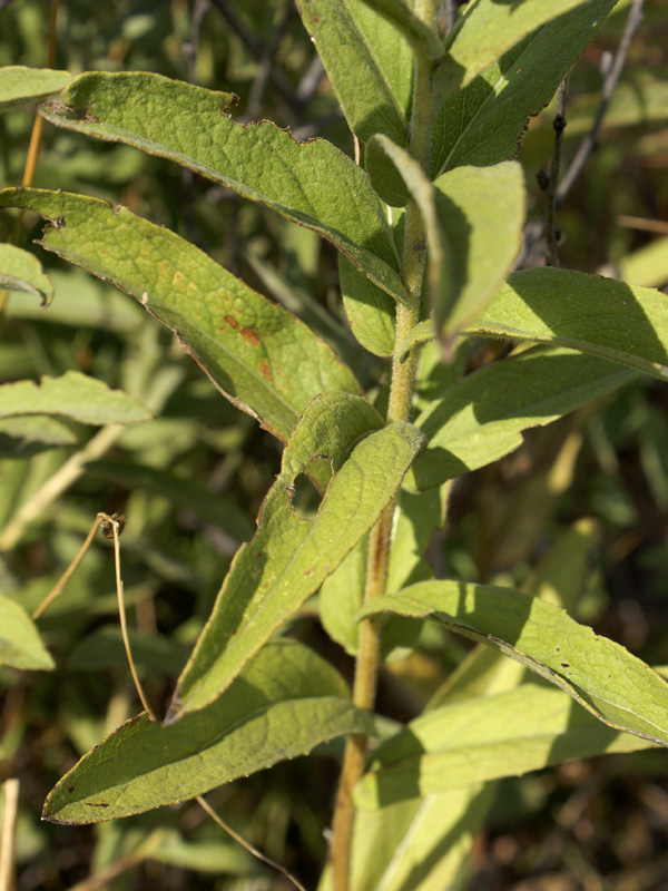 Image of Inula germanica specimen.