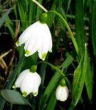 Leucojum aestivum